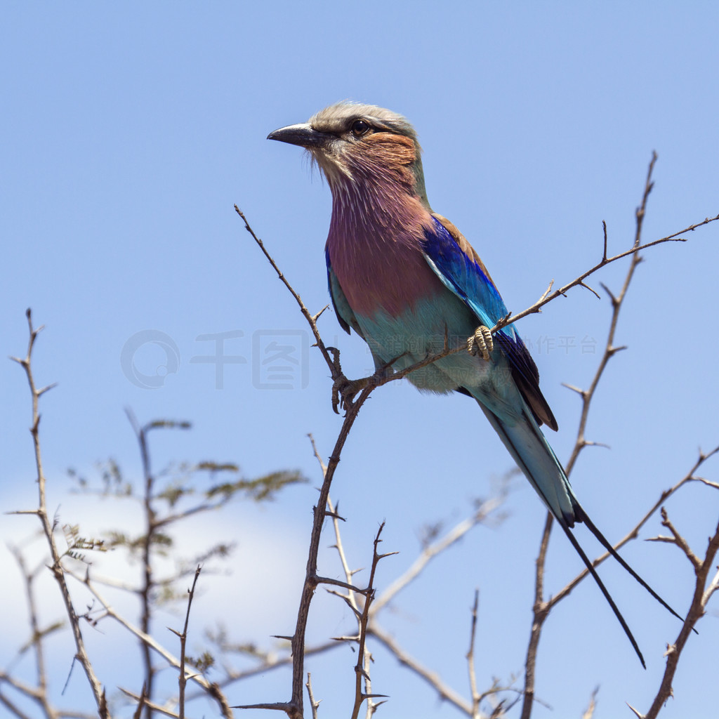  Coracias caudatus  Coraciidae ĿơϷǿ³ҹ԰Ķع