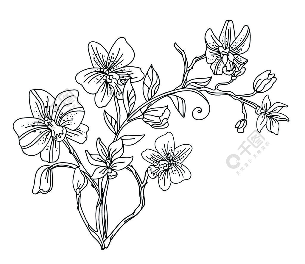 花卉植物手绘线条艺术装饰兰花花组合物用于婚礼请柬素食咖啡馆花店