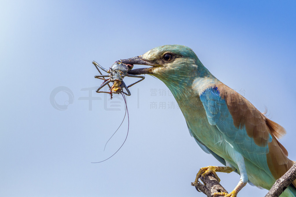  Coracias garrulus  Coraciidae ĿơϷǿ³ҹ԰ŷ޹