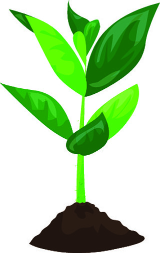 大豆植物在地面矢量图标中的卡通片,用于在白色背景上隔离的网页设计