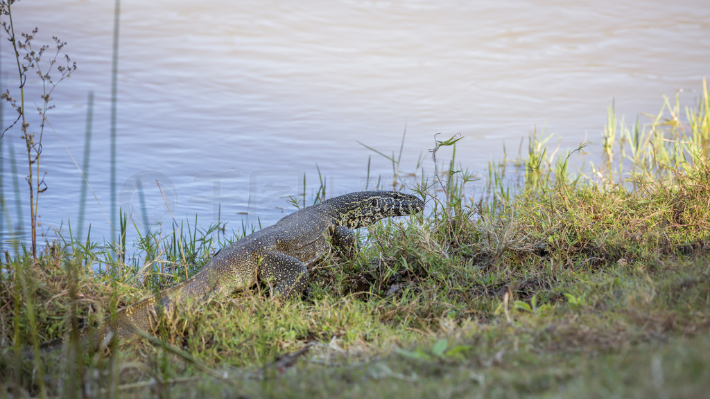 Ϸǿ³ҹ԰ӱߵĴ޺Ӽ Varanus niloticus Varanidae 塣Ϸǿ³ҹ԰޺Ӽ