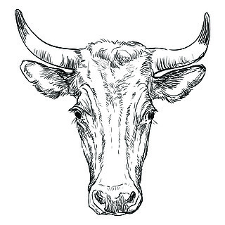 黑白素描牛头画图片