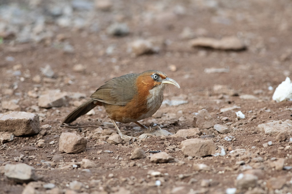 䵶Pomatorhinus erythrogenys°ӡ