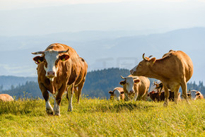 奥地利阿尔卑斯山草地上的奶牛。格拉茨上方的 Schockl 山可以参观。牛在大自然中吃草。奥地利阿尔卑斯山草地上的奶牛。格拉茨上方的 Schockl 山可以参观