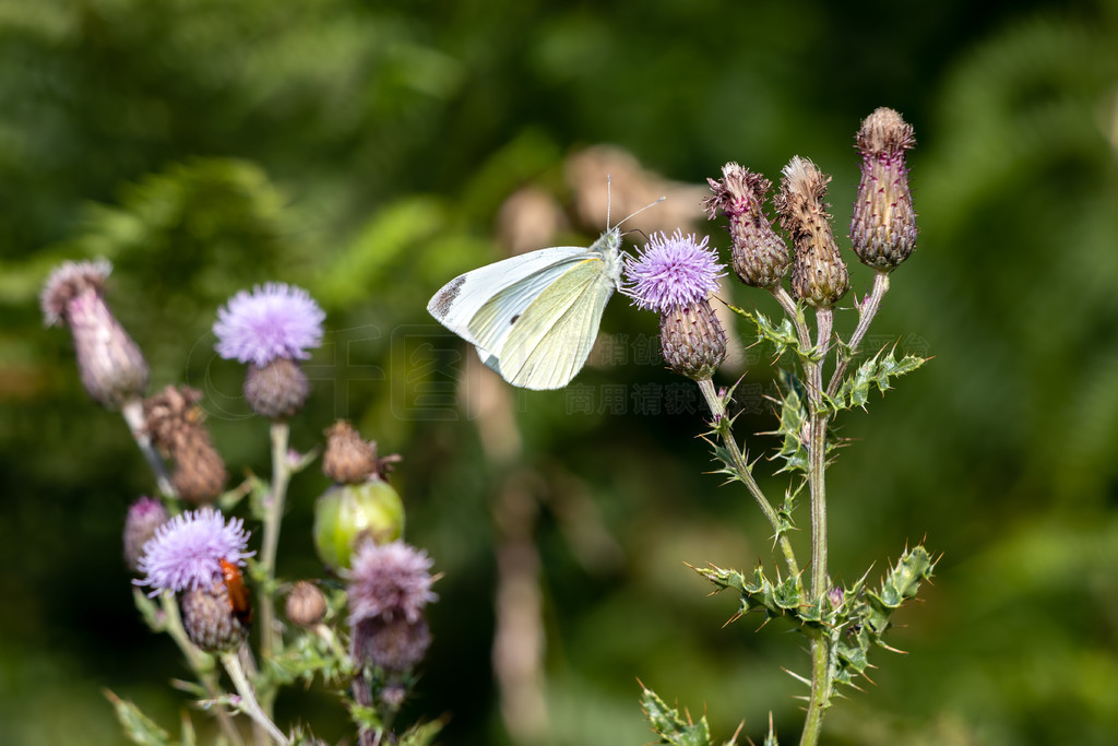 ԼΪʳĴ (Pieris brasicae) 