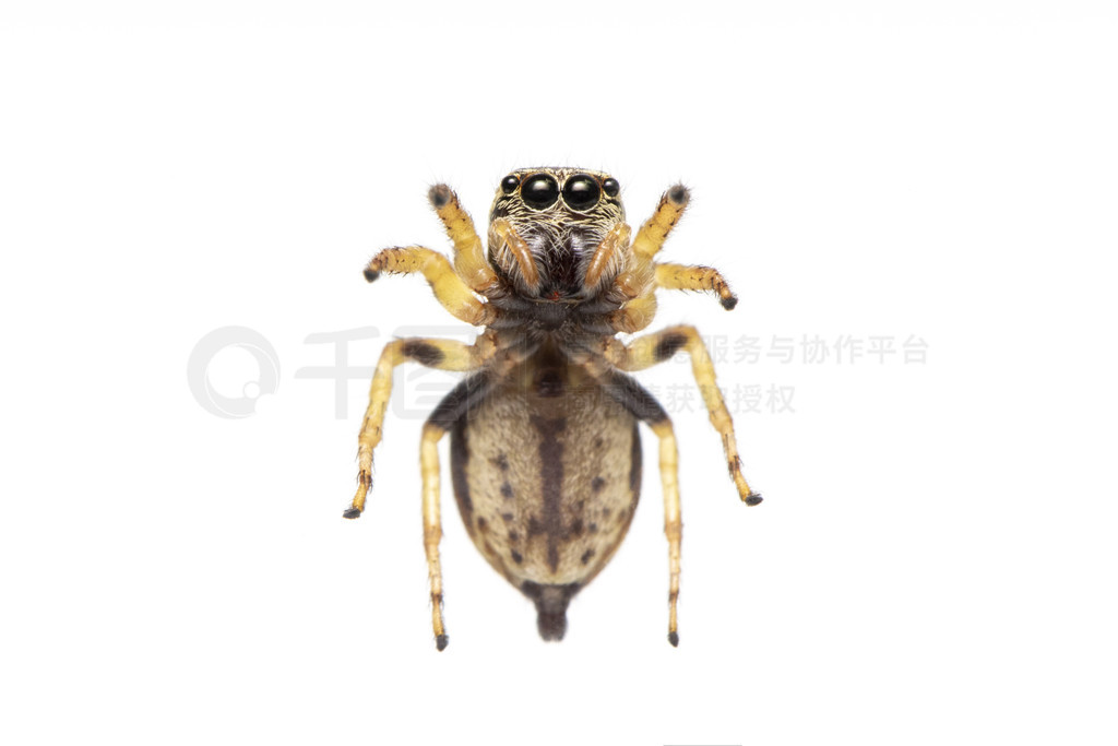 bleeker  (Euryattus bleekeri) ڰɫϵͼ񡣴ӵײ鿴档