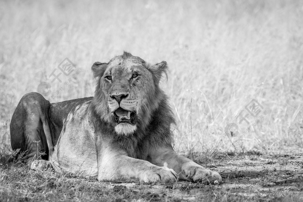 在南非克鲁格国家公园年轻的雄狮在黑白相间的沙滩上躺下