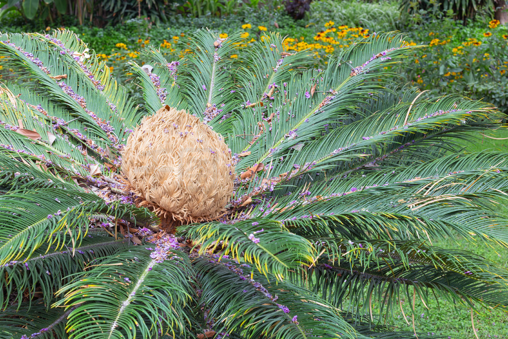 λ Jardim Municipal de Funchal  Cycas Pectinata Ҷڡ Jardim Municipal de Funchal  Cyca