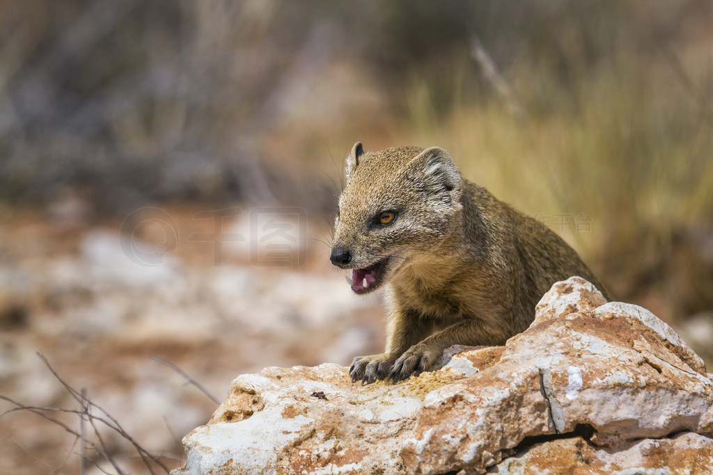 Ϸ Kgalagadi 羳԰Ļɫè¶ݣƵ Cynictis penicillata 塣Ϸ Kgalagadi 羳԰Ļè