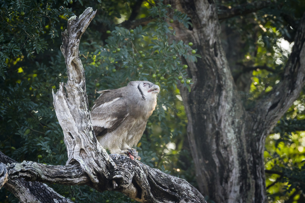 Verreaux Eagle-Owl Ϸǿ³ҹ԰ Strigidae  Bubo lacteus 塣 Verreaux ӥèͷӥϷǿ³ҹ԰