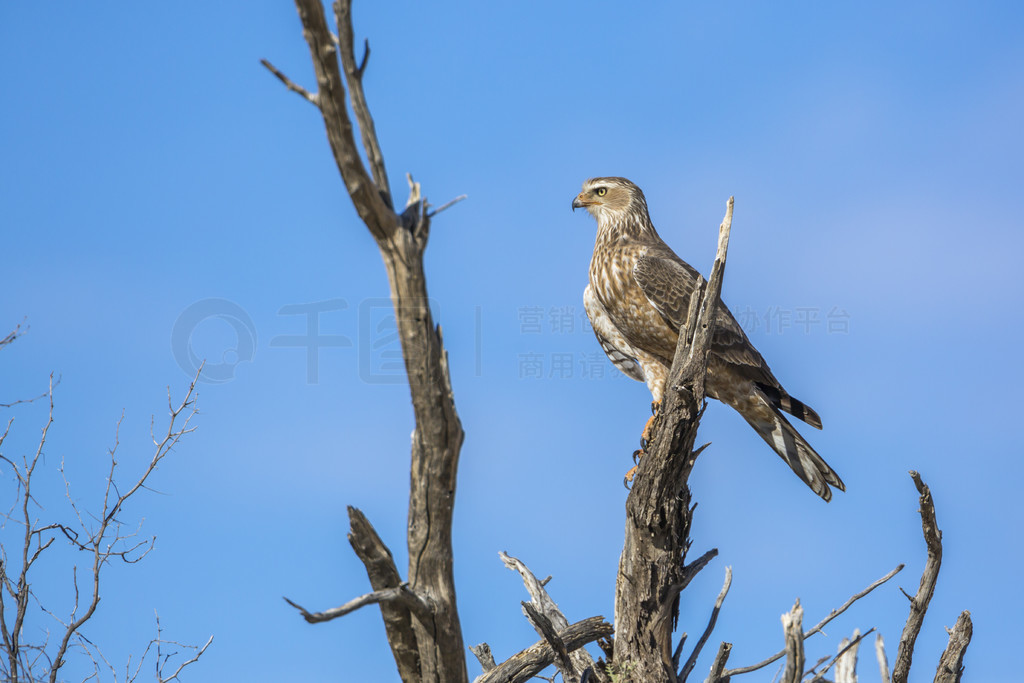 ϷǿӵϿ繫԰԰׵ӥվйĿ֦ϣ Accipitridae  Melierax canorus 塣Ϸ Kgalagadi 羳԰Ĳ԰ӥ