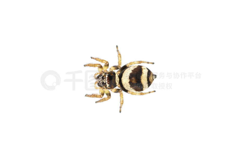 bleeker  (Euryattus bleekeri) ڰɫϵͼ档