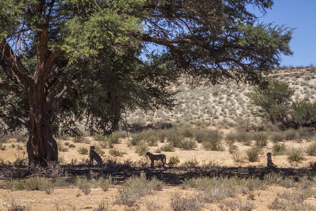 Ϸ Kgalagadi ߾԰ӰжصĴԱֻ̣èƶ Acinonyx jubatus 塣Ϸ Kgalagadi 羳԰Ա