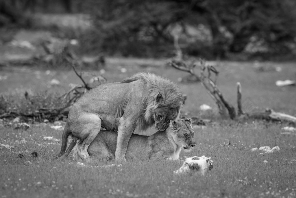 在纳米比亚埃托沙国家公园一对黑白相间的狮子交配