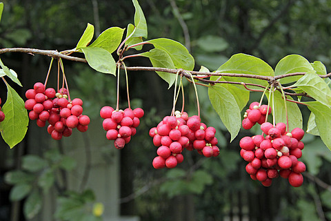 五味子植物,樹枝上有果實.紅五味子成排生長在樹枝上.