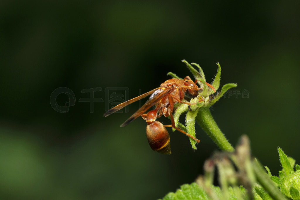 Ʒ䣬λӡʩǸ Polistes carolinaƷ䣬λӡʩǸ Polistes carolina