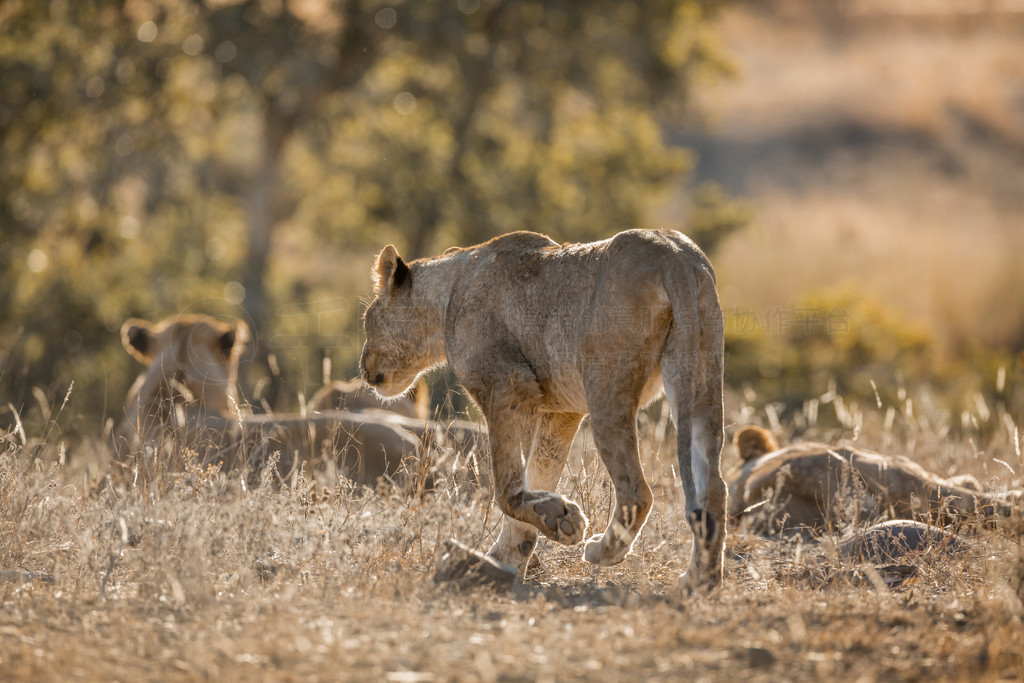 Ϸǿ³ҹ԰ĽмʨèƵ Panthera leo 塣Ϸǿ³ҹ԰ķʨ