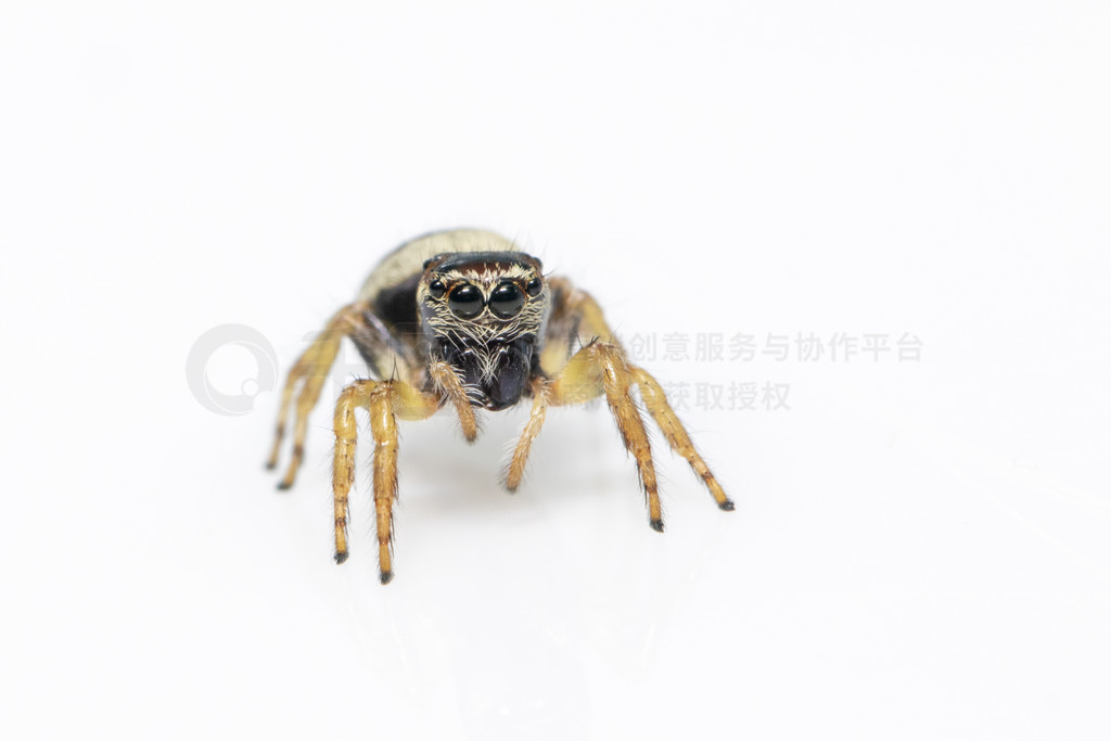 bleeker  (Euryattus bleekeri) ڰɫϵͼ档