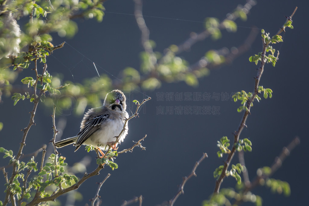 Scaly Weaver վϷ Kgalagadi 羳԰֦ϣ Ploceidae  Sporopipes squamifrons 塣Ϸ Kgalagadi 羳԰ Sc