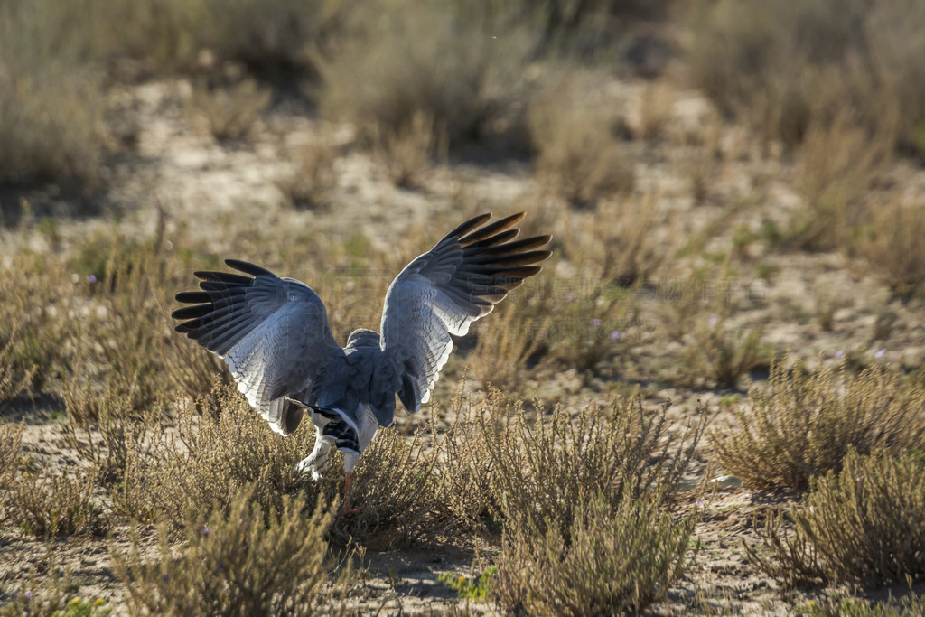 Ϸ Kgalagadi ߾԰Ĳ԰-ӥڵԣ Accipitridae  Melierax canorus 塣Ϸ Kgalagadi 羳԰Ĳ԰ӥ