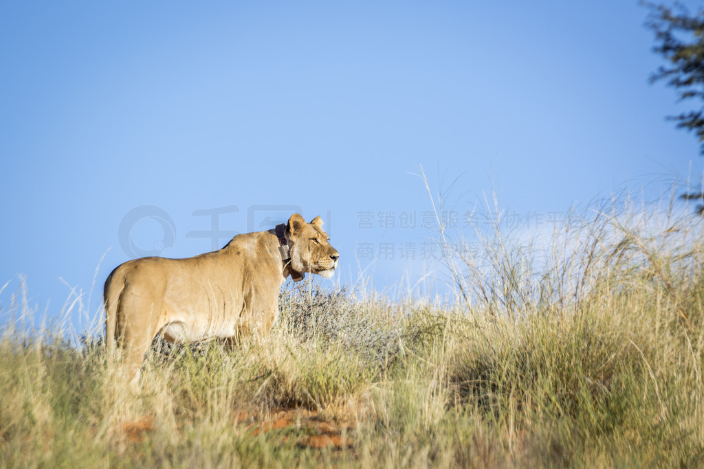 Ϸ Kgalagadi ߾԰Ĵ׷ȦķĸʨèƵֱʨ塣Ϸ Kgalagadi 羳԰ķʨ