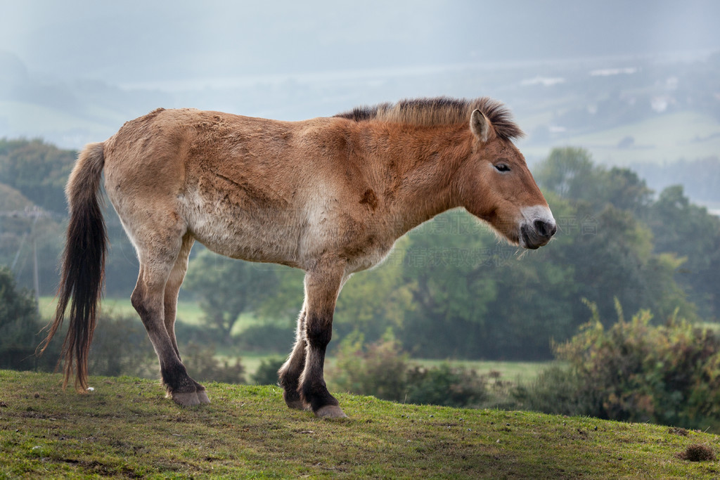 Ұ (Equus ferus)