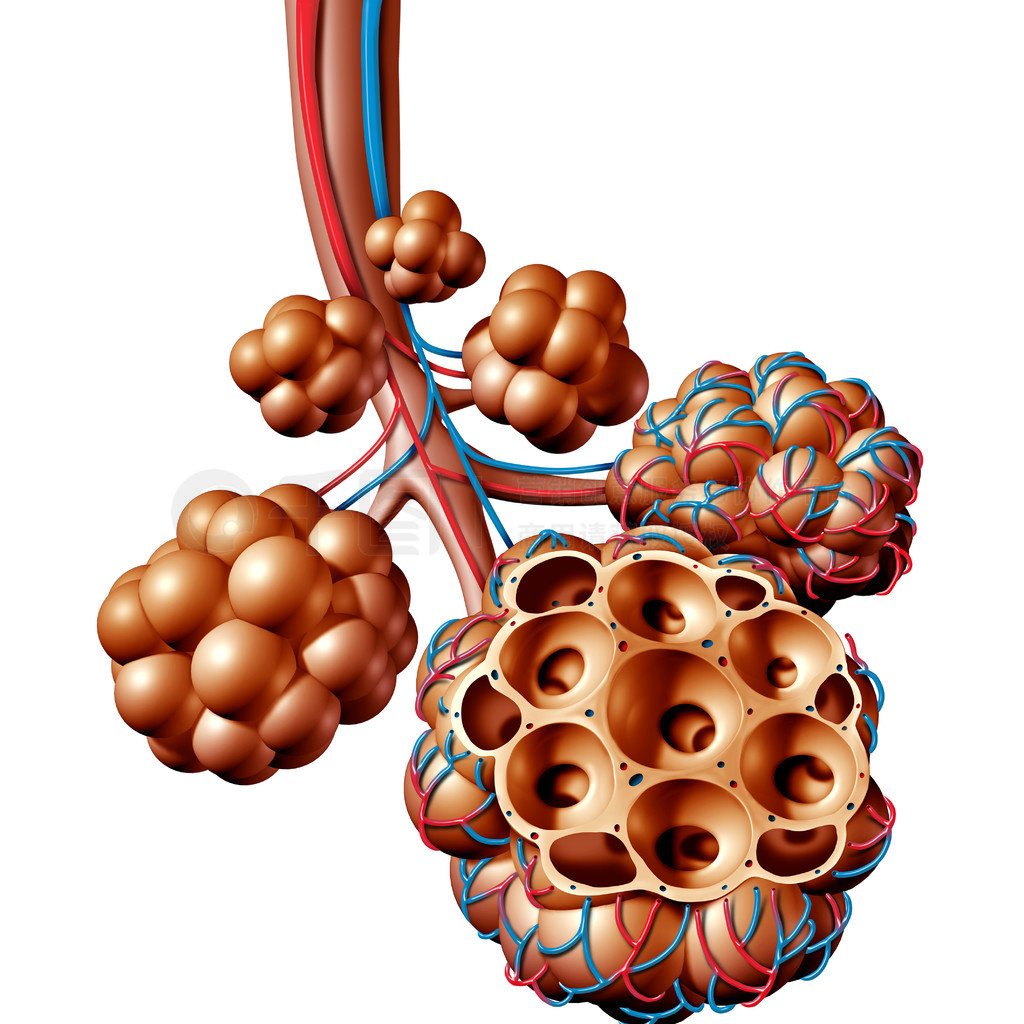 3D高清图片_肺泡或肺泡解剖图作为肺解剖和呼吸和呼吸医学的医学概念作为在白色背景上隔离的 3D 插图。_商务办公免费下载_jpg格式_4246 ...
