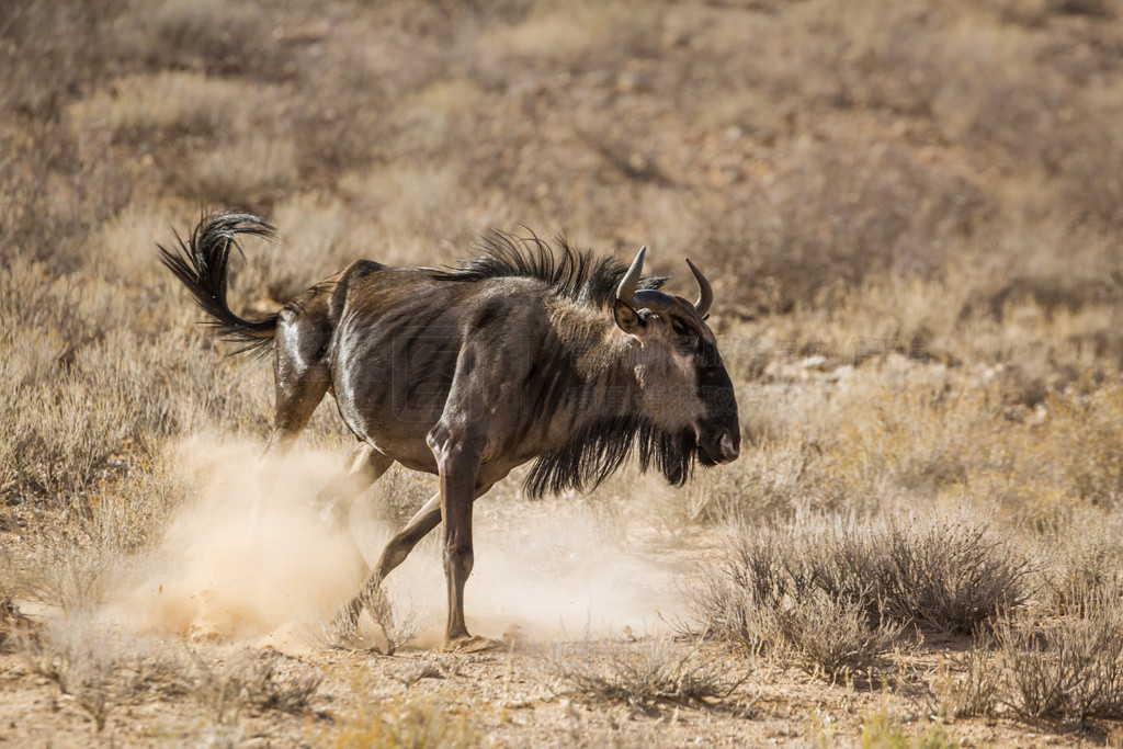 Ϸ Kgalagadi 羳԰ɫڳбܣţƵConnochaetes taurinusϷ Kgalagadi 羳԰ɫ