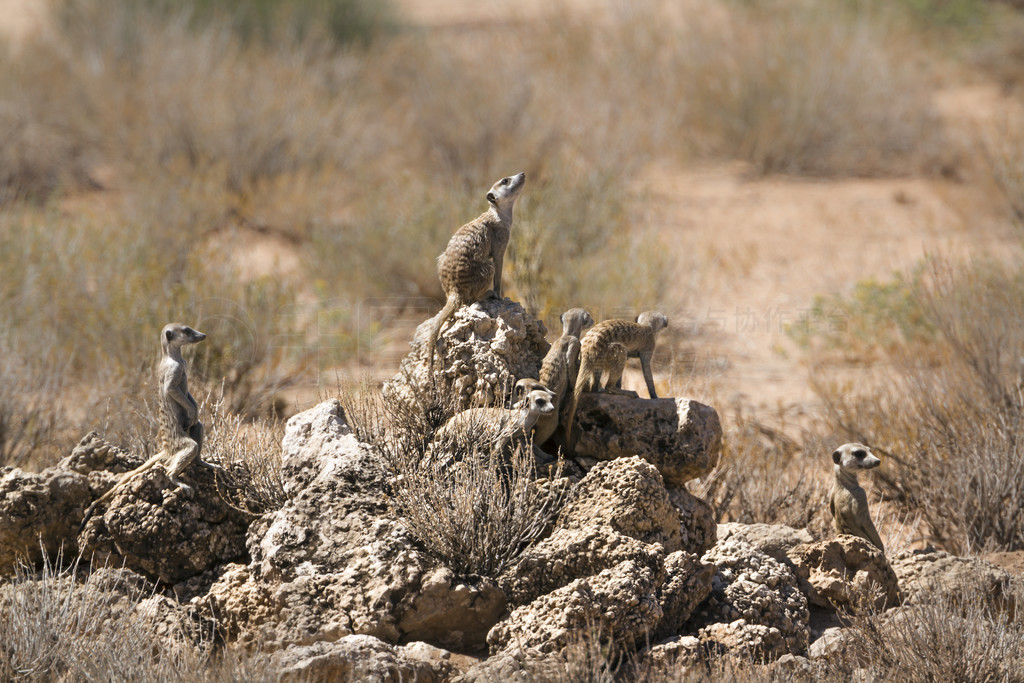 Ϸ Kgalagadi ߾԰һСȺèվʯϾ䣻Ƶ Suricata suricatta 塣Ϸ Kgalagadi 羳԰è