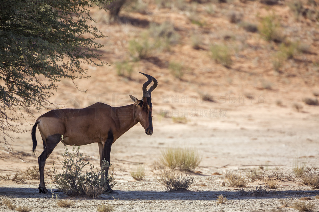 Ϸ Kgalagadi 繫԰ӰеţƵ Alcelaphus buselaphus 塣Ϸ Kgalagadi 羳԰