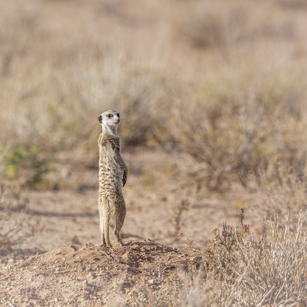 èϷ Kgalagadi 羳԰Ĺľо䣻Ƶ Suricata suricatta 塣Ϸ Kgalagadi 羳԰è