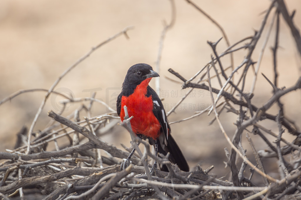 Ϸ Kgalagadi 羳԰ĸ֦ϣɫǰ Gonolek վǰ棻 Malaconotidae  Laniarius atrococcineus 塣Ϸ Kgalaga