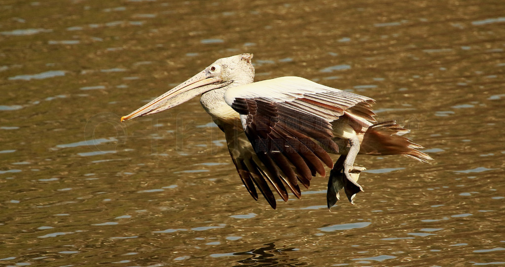 ڷзɣPelecanus philippensisRanganathittu ౣӡȿ˰ڷзɣPelecanus philippensisRangan