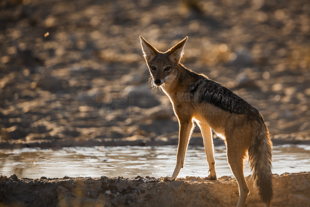 Ϸ Kgalagadi 羳԰ˮеĺڱˮ Specie Canis mesomelas ȮơϷ Kgalagadi 羳԰ĺڱ