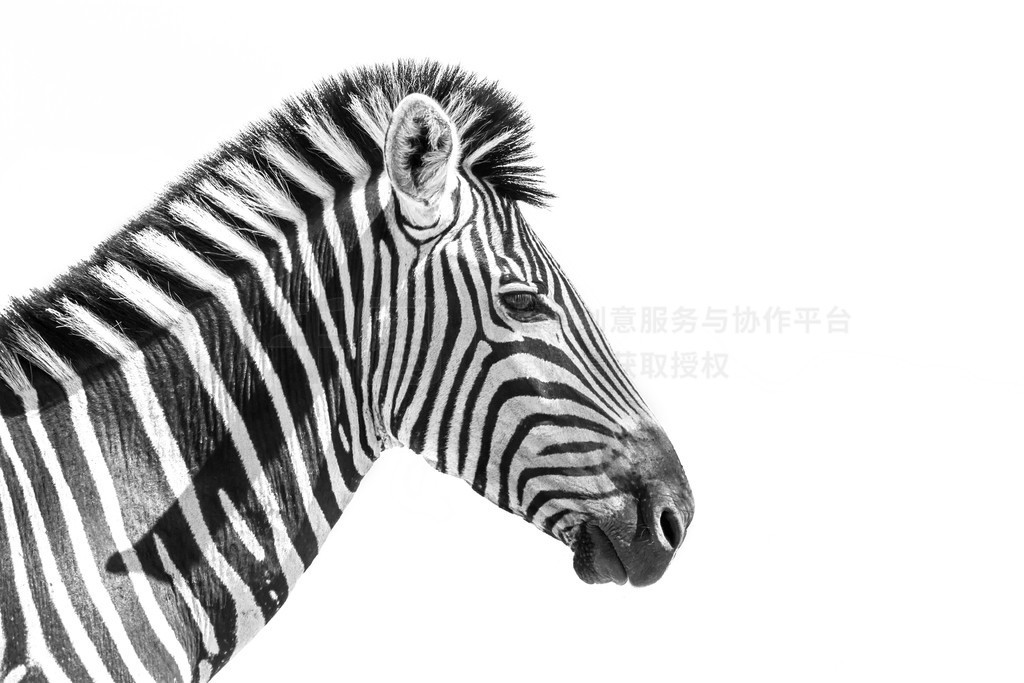 ɫйƽԭФ Equus quagga burchellii ơϷǿ³ҹ԰ƽԭ