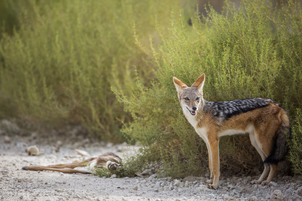 ڱϷ Kgalagadi 羳԰ Specie Canis mesomelas ȮơϷ Kgalagadi 羳԰ĺڱ