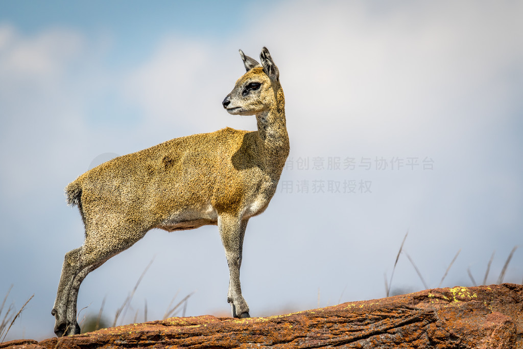 Klipspringer վʯϣϷչҹ԰