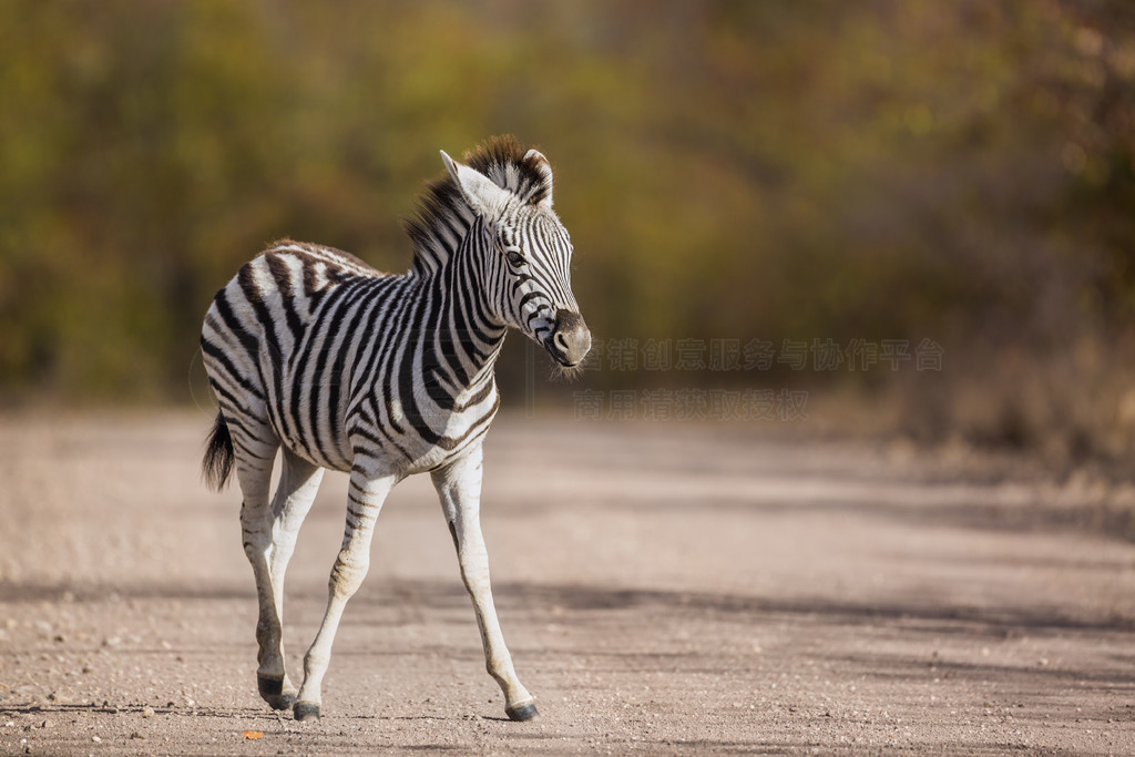 ӤƽԭվϷǿ³ҹ԰ʯ·ϣ Equus quagga burchellii ơϷǿ³ҹ԰ƽԭ