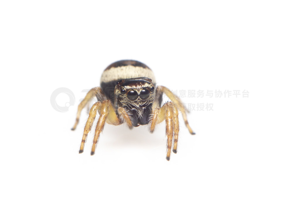 bleeker  (Euryattus bleekeri) ڰɫϵͼ档