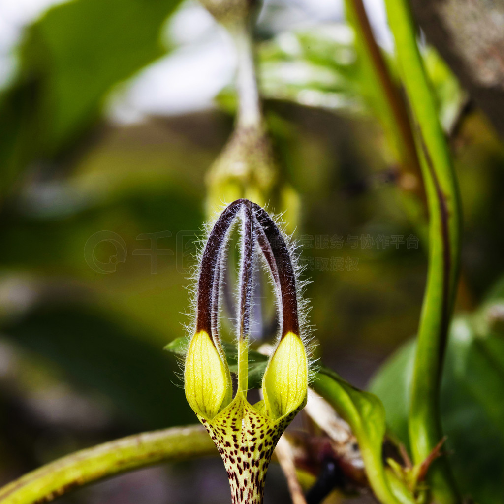 Ceropegia vincaefolia˹ʩӡȡ Ceropegia vincaefolia˹ʩӡȡ