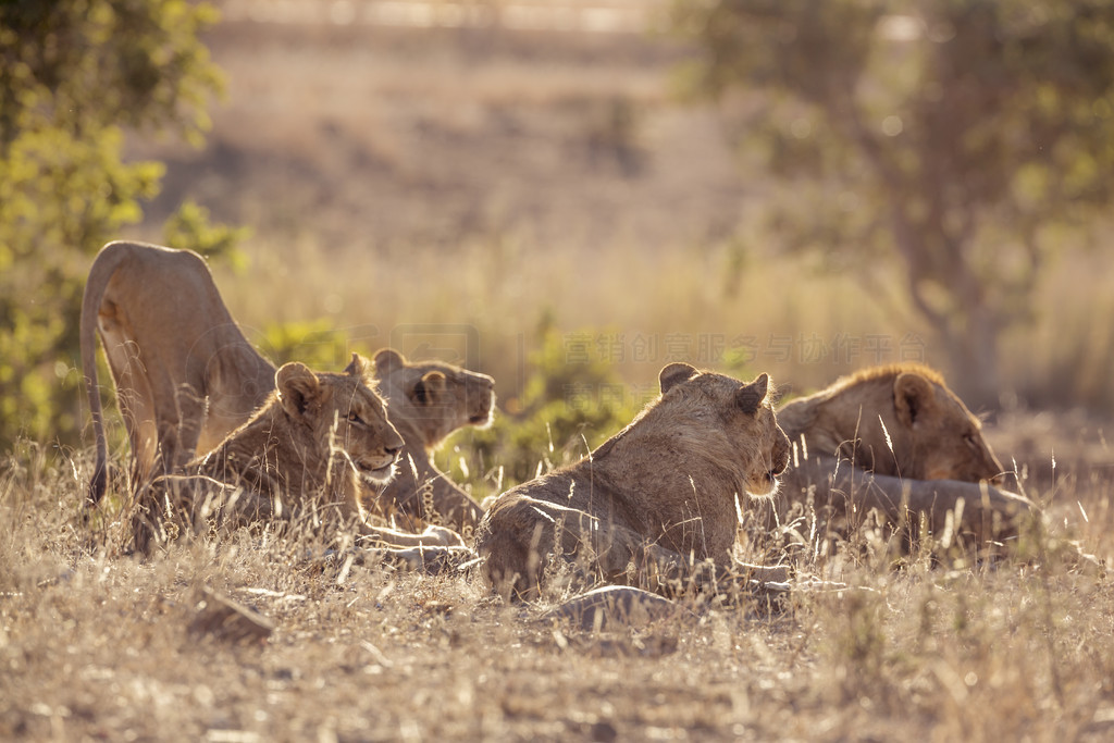 Ϸǿ³ҹ԰ķʨĽèƵ Panthera leo 塣Ϸǿ³ҹ԰ķʨ