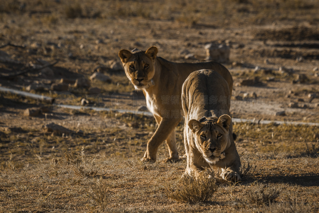 Ϸ Kgalagadi 繫԰ֻĸʨǰèƵֱʨ塣Ϸ Kgalagadi 羳԰ķʨ