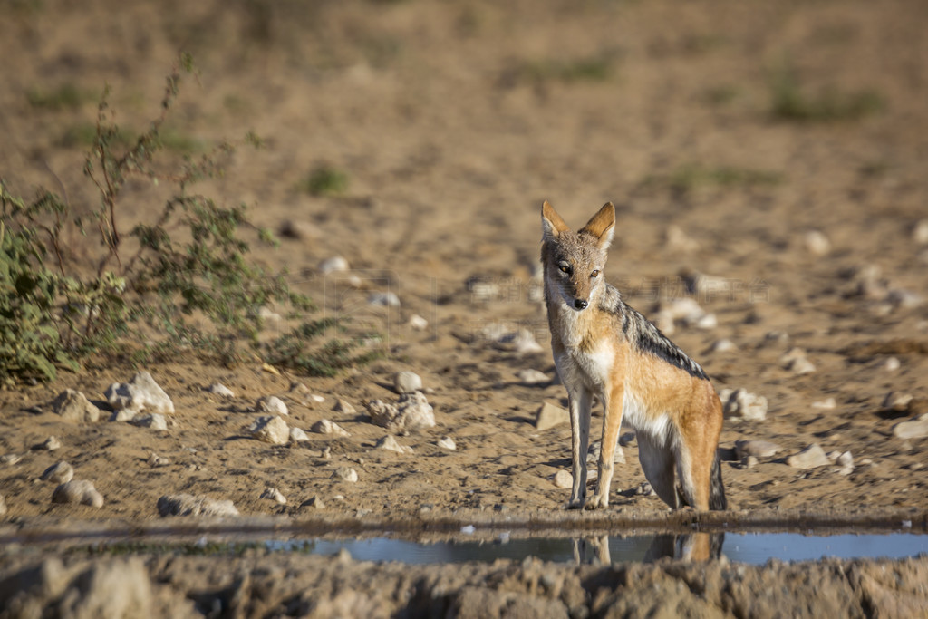 ڱվϷ Kgalagadi 羳԰ˮУ Specie Canis mesomelas ȮơϷ Kgalagadi 羳԰ĺڱ