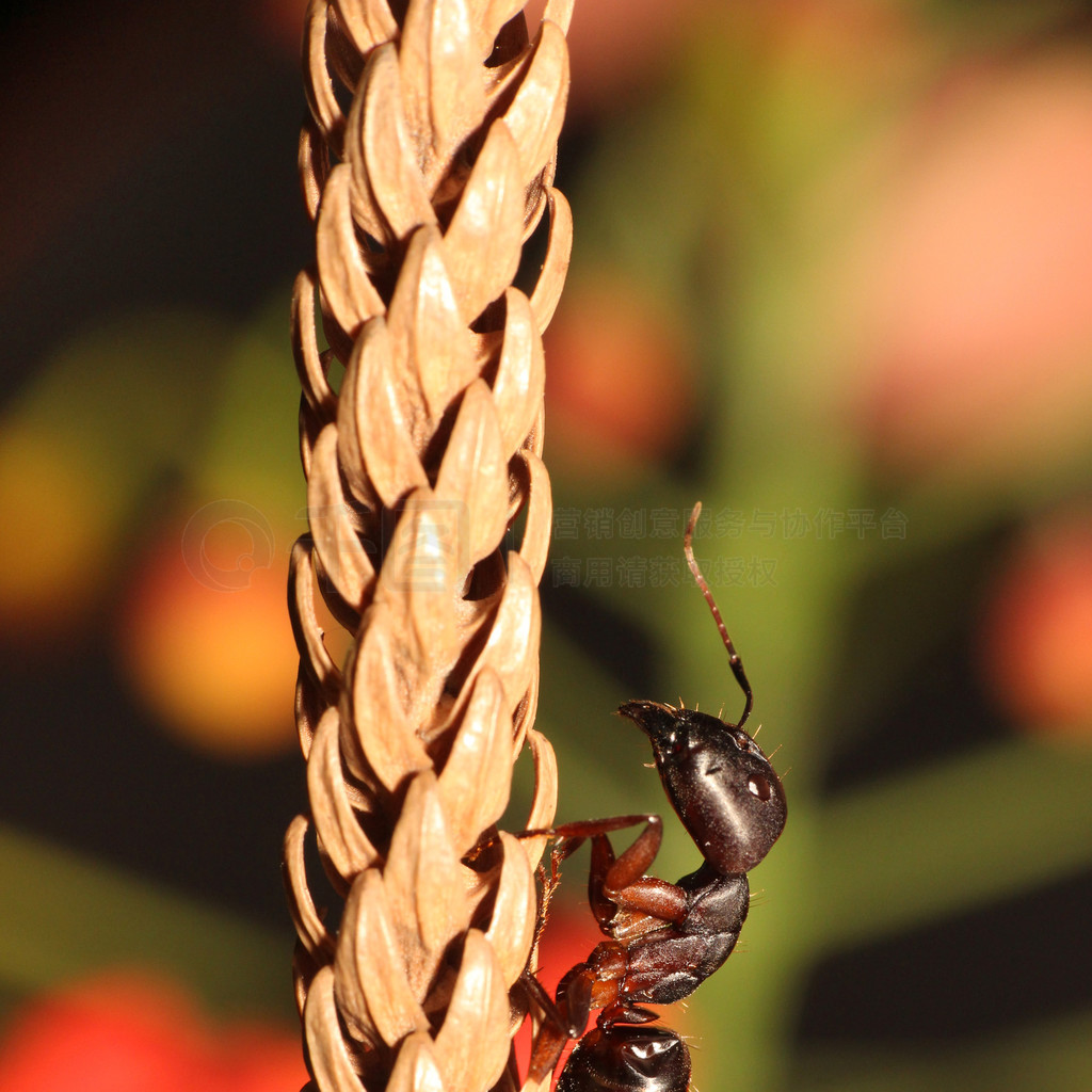 sp高清图片_Carpenter ant, Camponotus sp, Hyderabad,Telanagana, India ...