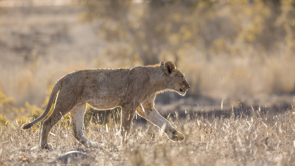 ķʨϷǿ³ҹ԰ıԭߣèƵ Panthera leo 塣Ϸǿ³ҹ԰ķʨ