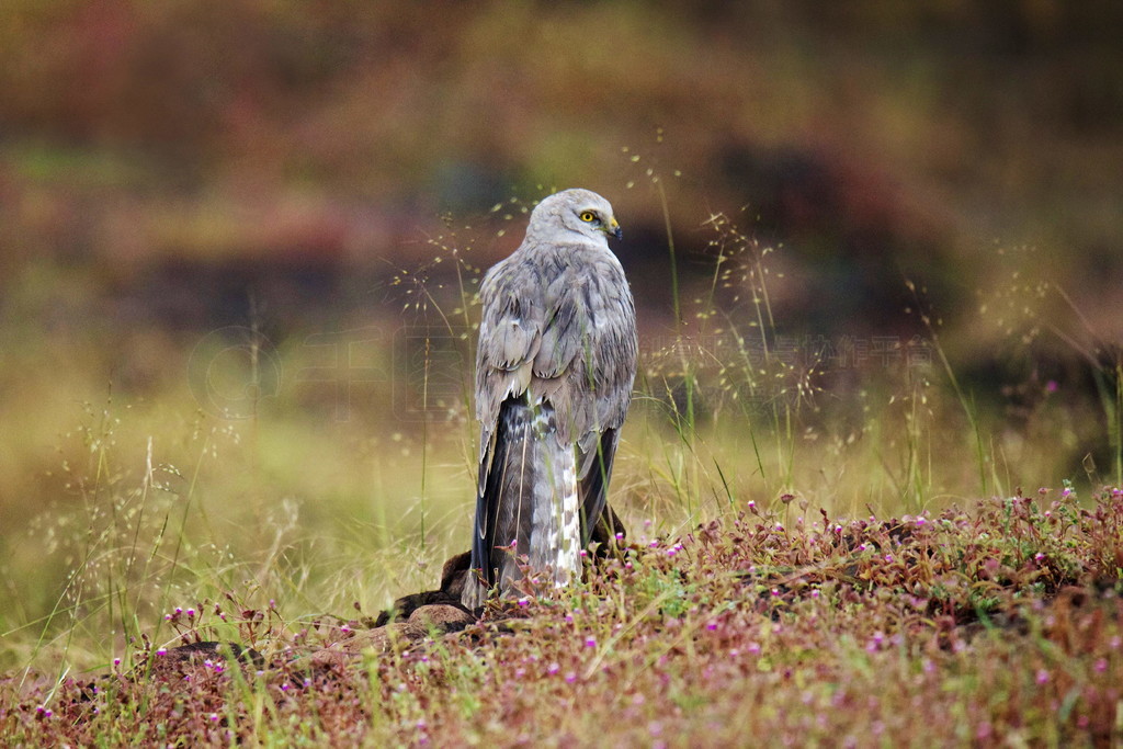 Pallid Harrier, Circus macrourus, , Bhigwan, ʩ, ӡ