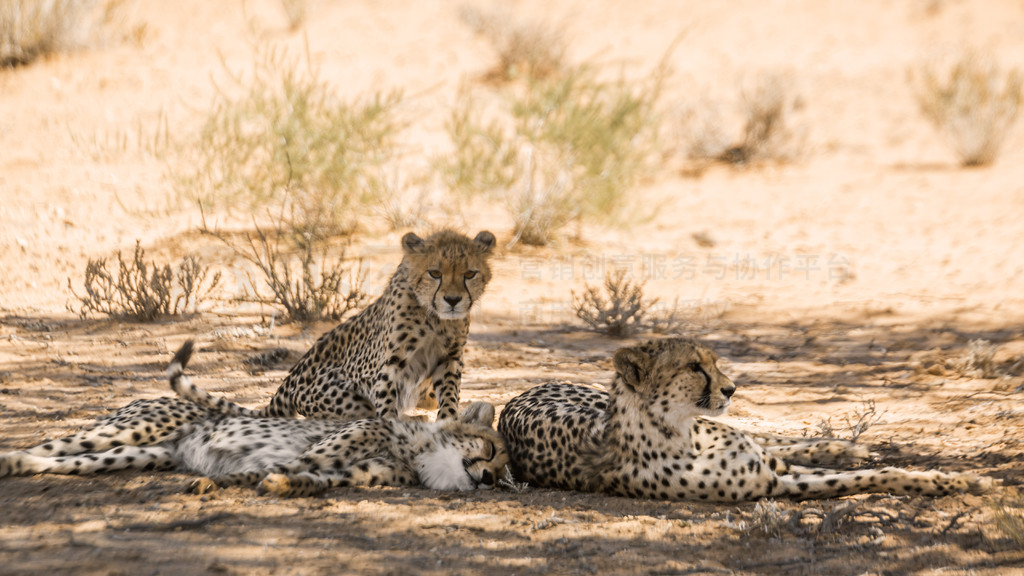 Ϸ Kgalagadi ߾԰ĴԱֻӰУèƶ Acinonyx jubatus 塣Ϸ Kgalagadi 羳԰Ա