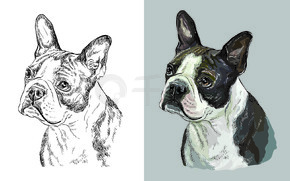 美国波士顿梗犬的现实头。矢量黑白和彩色孤立的狗插图。用于装饰、着色书、设计、印刷品、海报、明信片、贴纸、纹身、T 恤。可爱的狗波士顿梗犬的矢量插图肖像