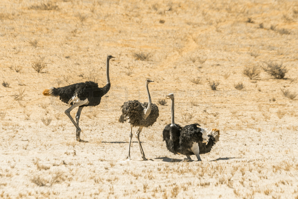 ֻϷ Kgalagadi 羳԰ɳ̲ϣ ; Struthionidae տơϷ Kgalagadi 羳԰ķ