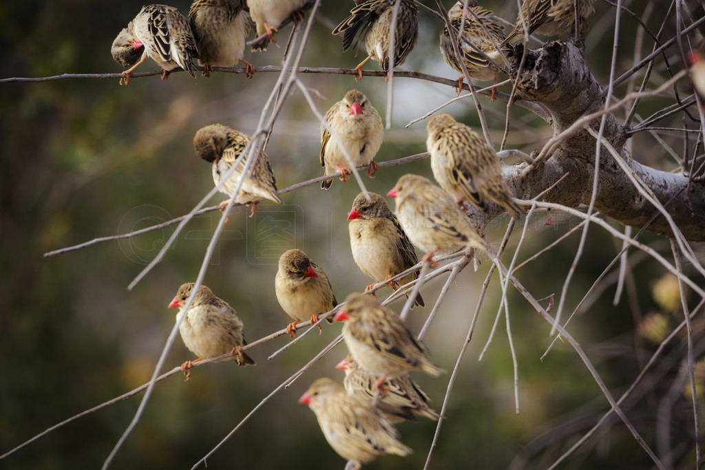 Ϸǿ³ҹ԰ľеĺȺ Ploceidae  Quelea quelea 塣Ϸǿ³ҹ԰ĺ